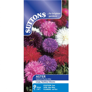 Aster Ostrich Plume Mix